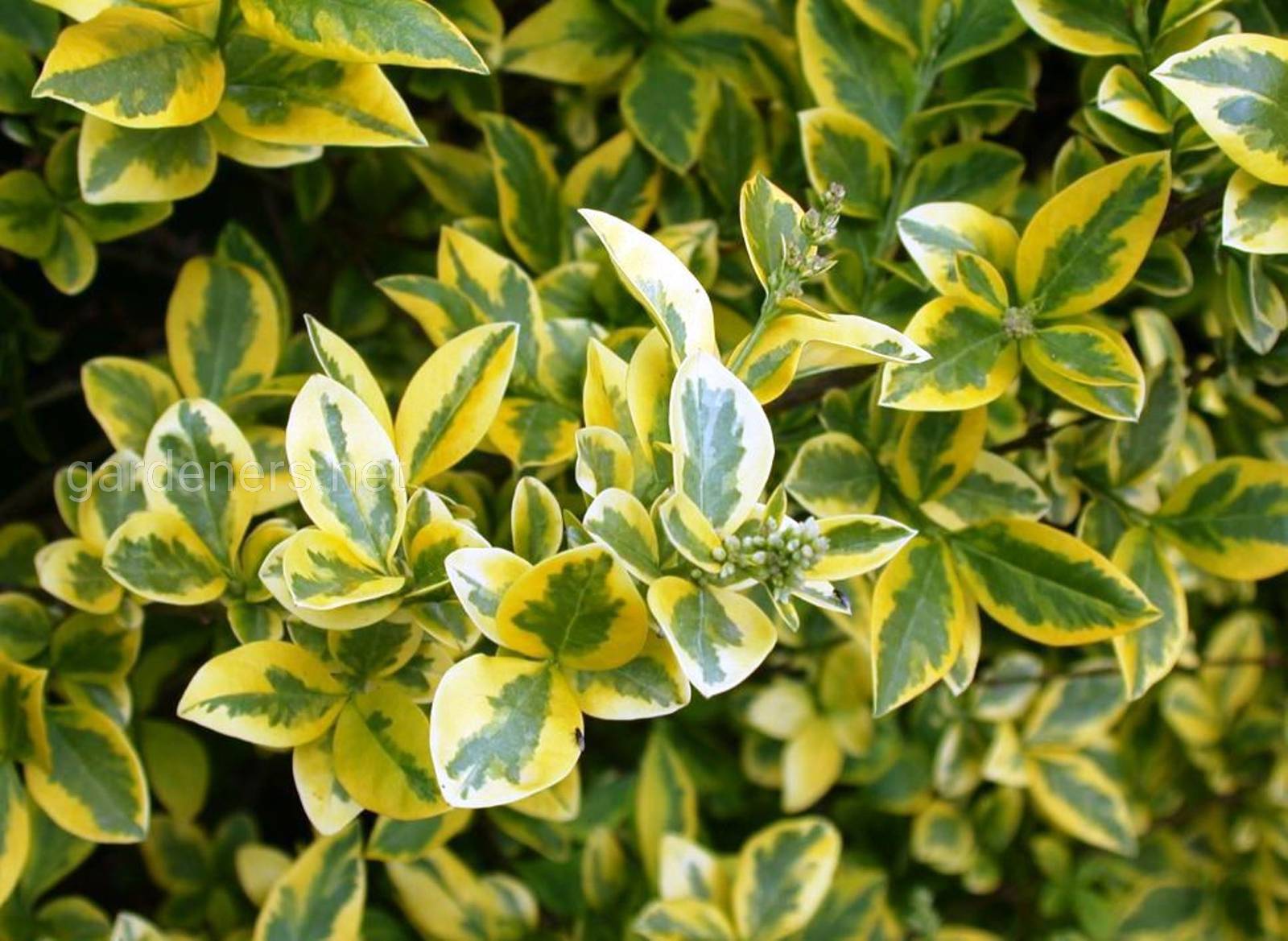 Бирючина золотистая