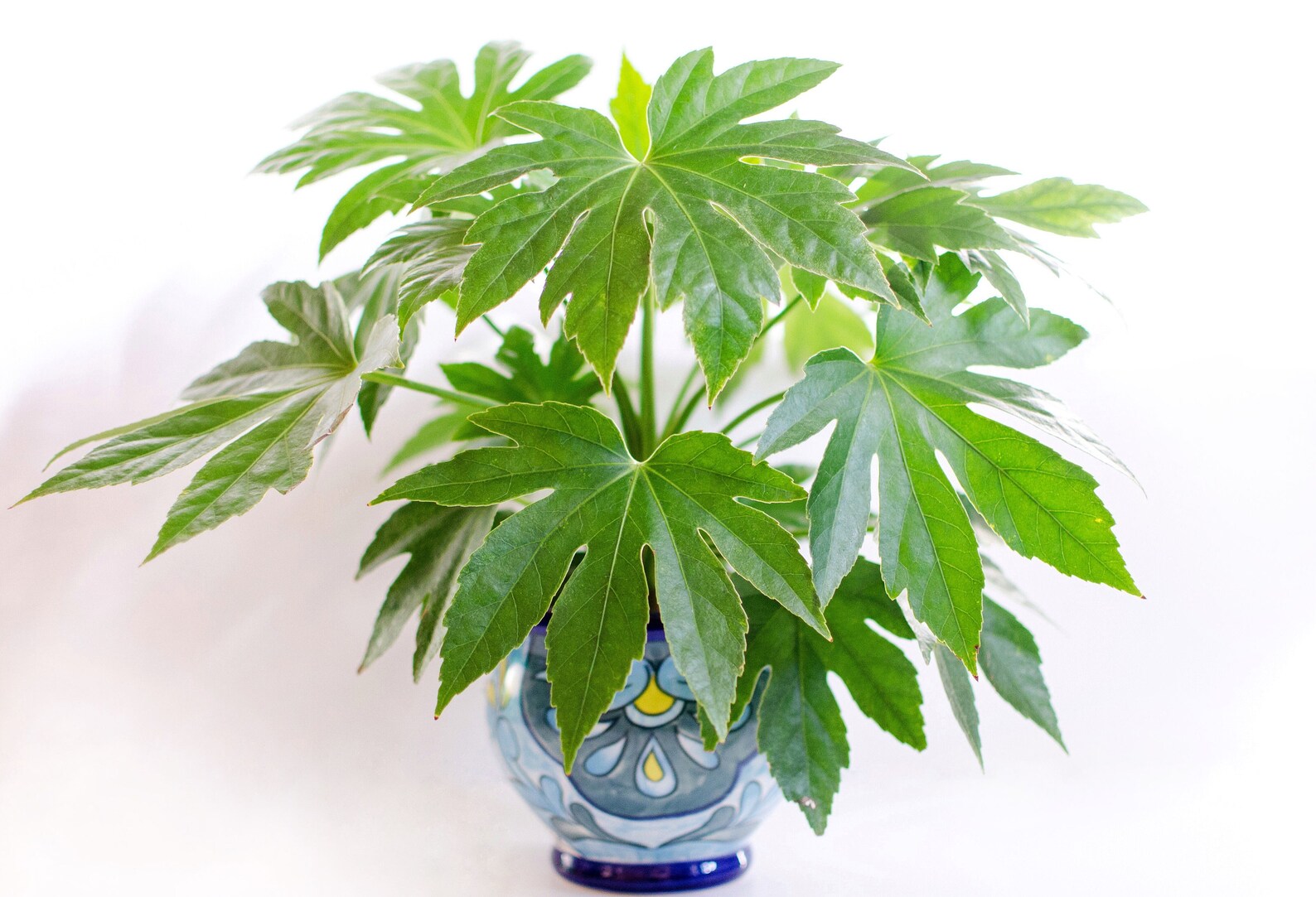 Каштан японский