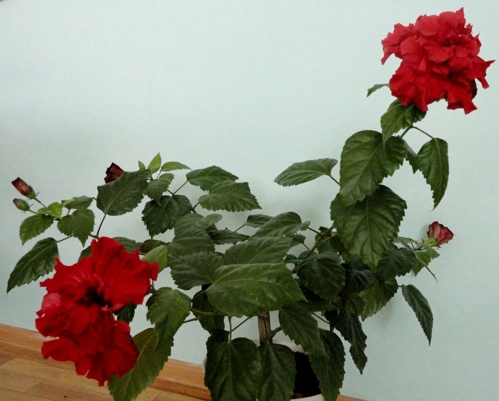 Роза китайская
