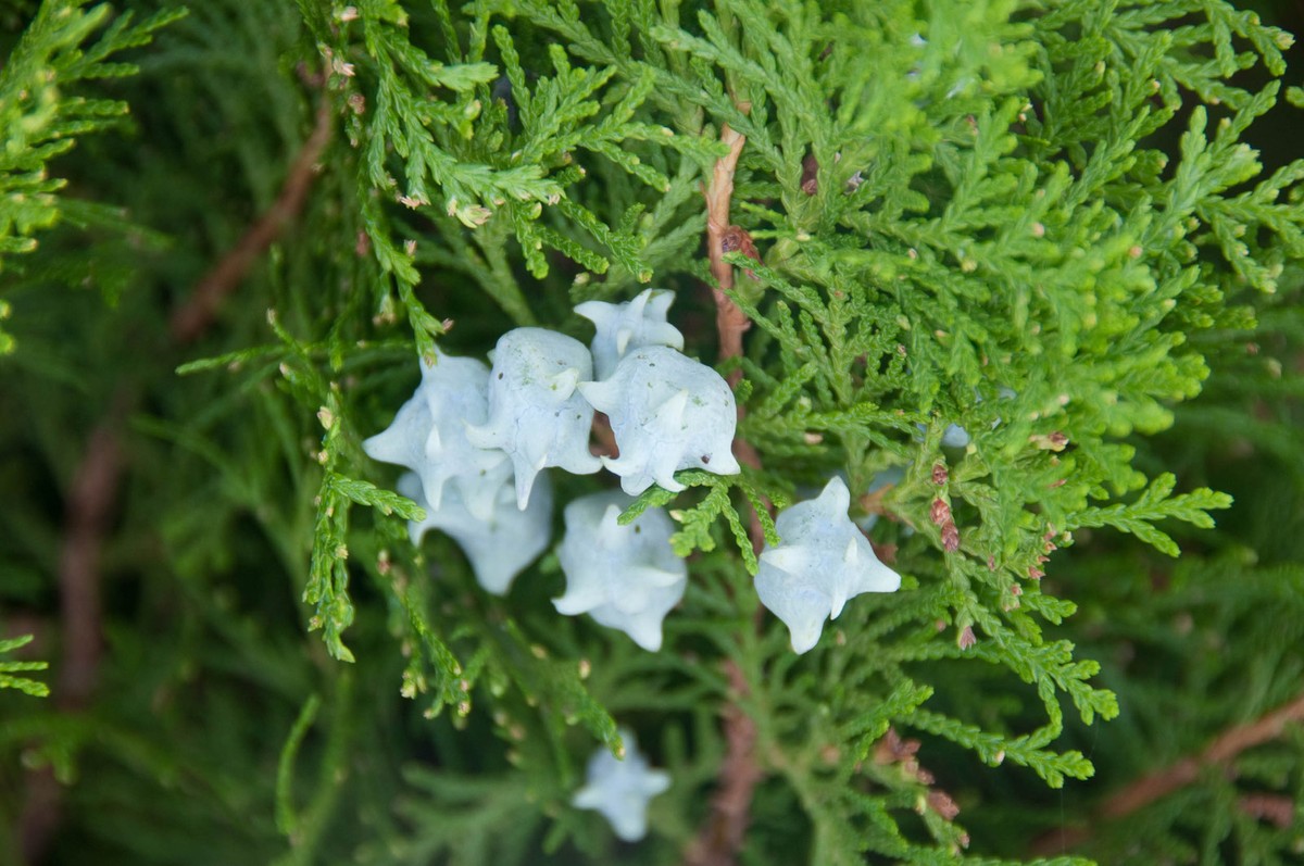 Туя восточная