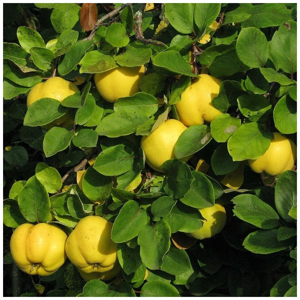 Айва пирамидальная