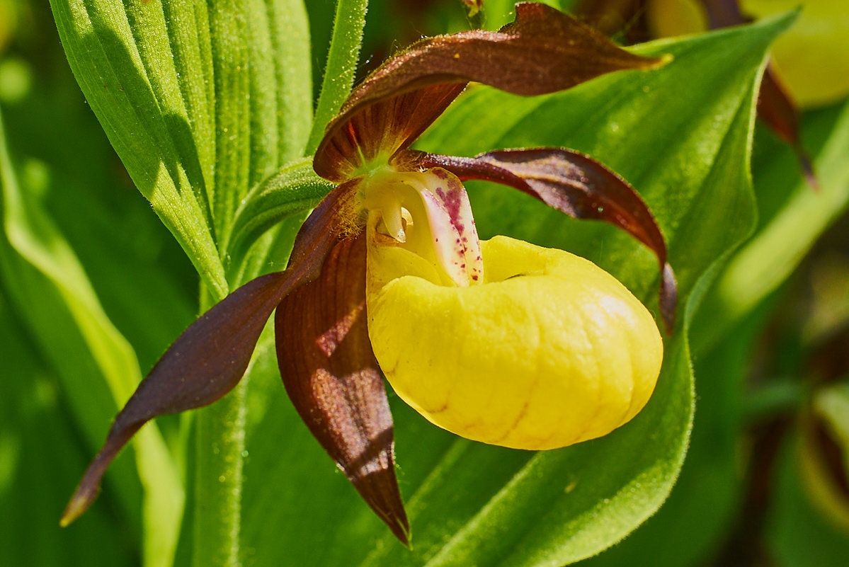 Башмачок жёлтый