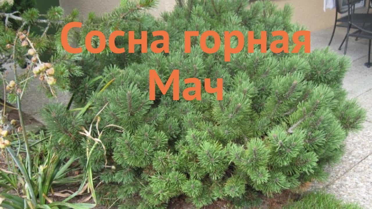 Сосна горная