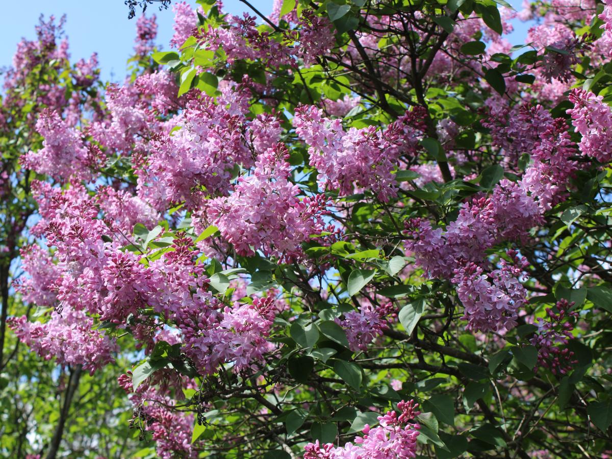 Сирень китайская