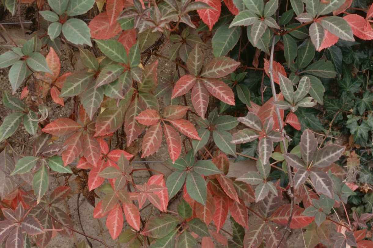 Девичий виноград Генри