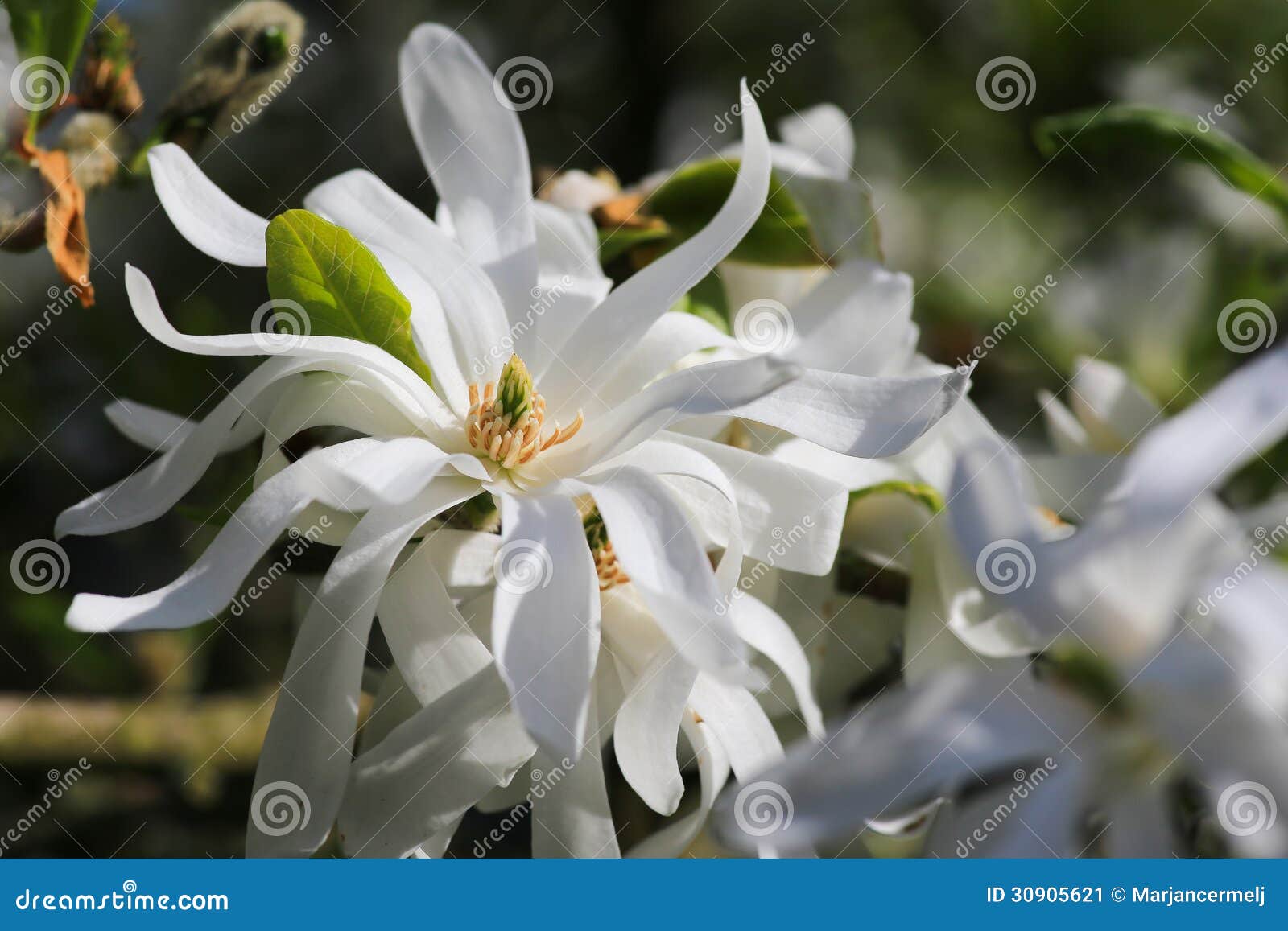 Магнолия звездчатая