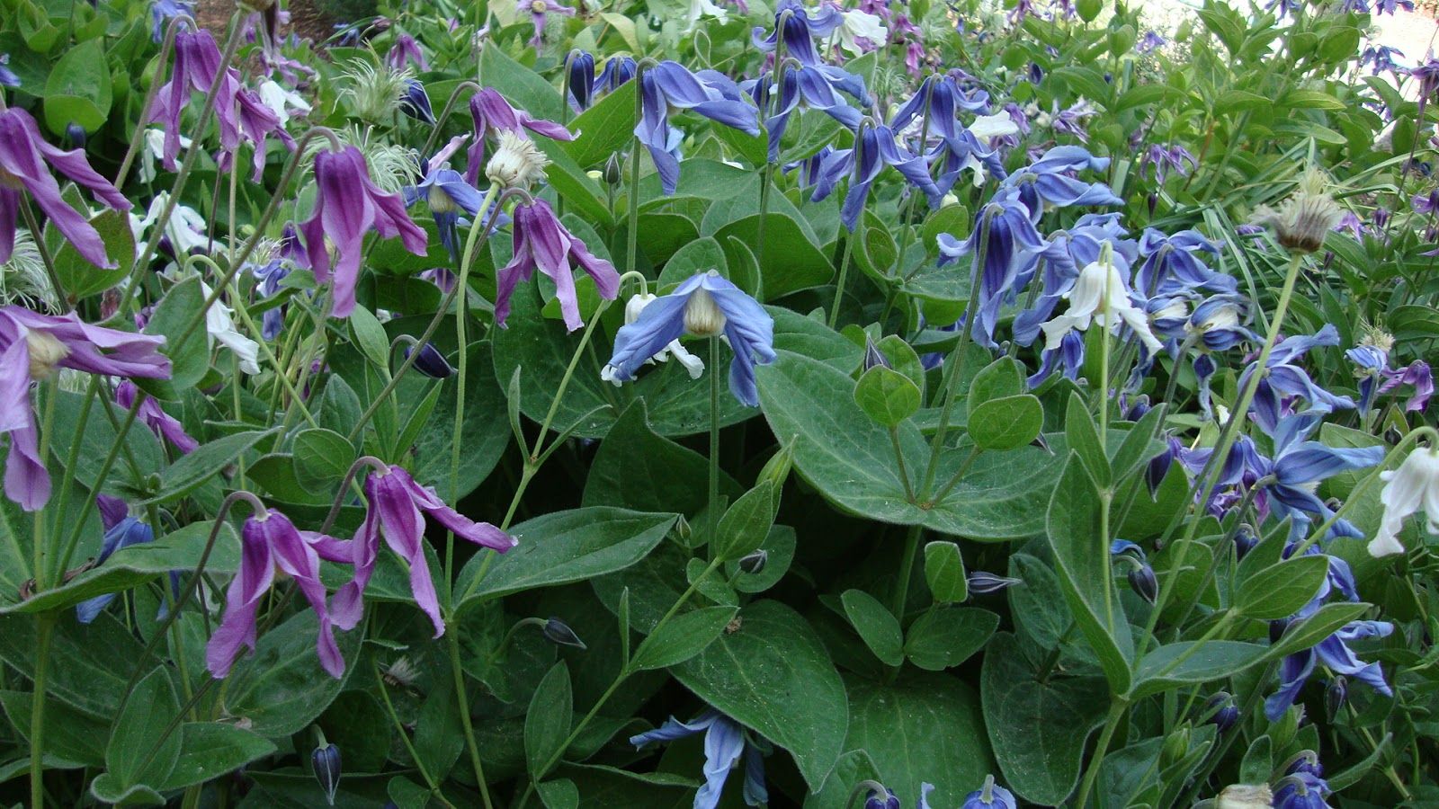 Клематис Интегрифолия