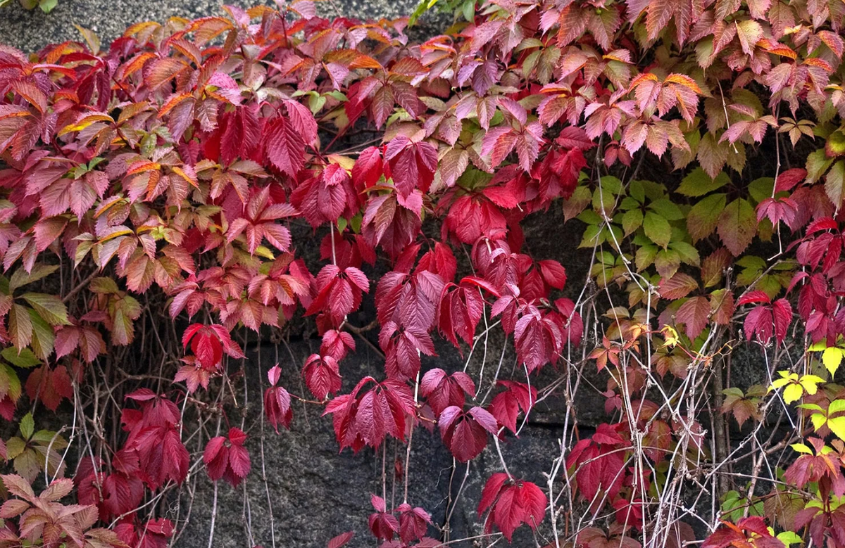 Девичий виноград Мурорум