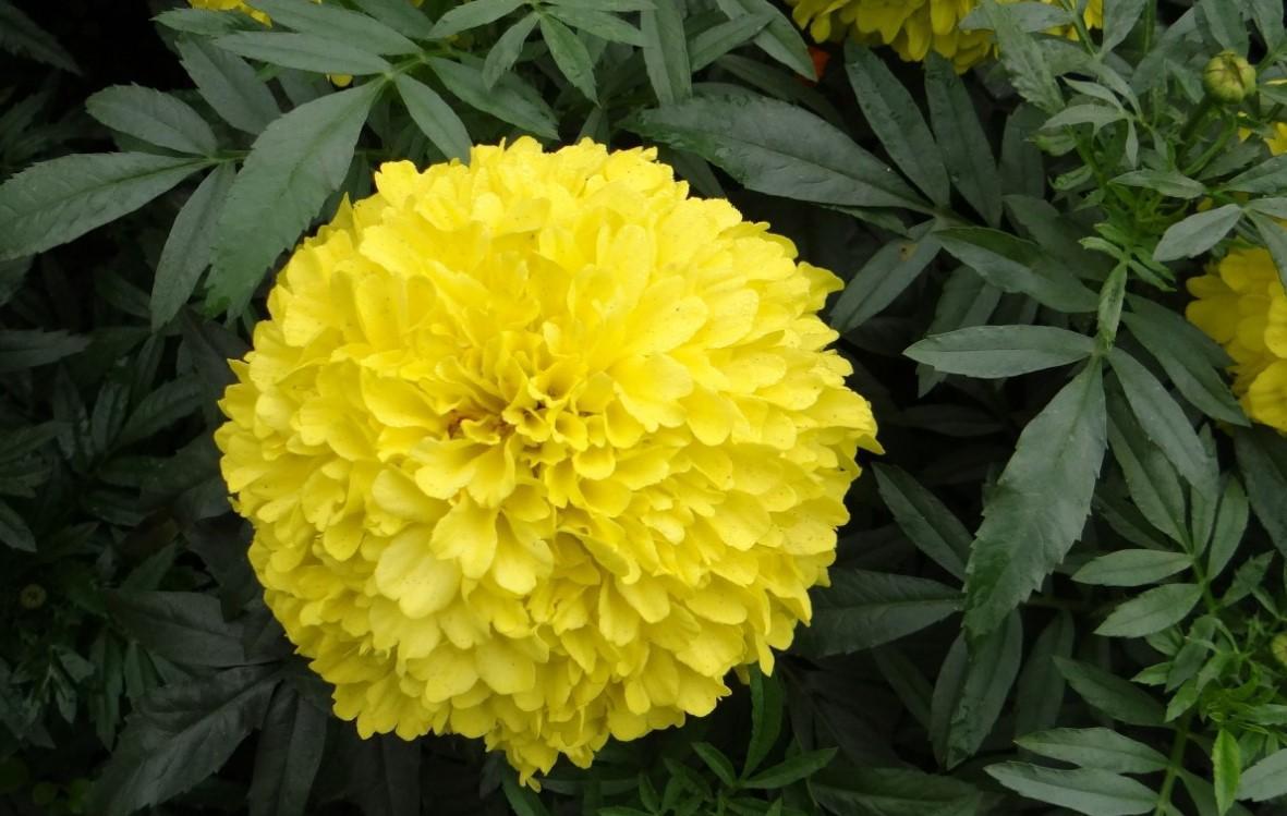 Бархатцы прямостоячие Бархатцы прямостоячие