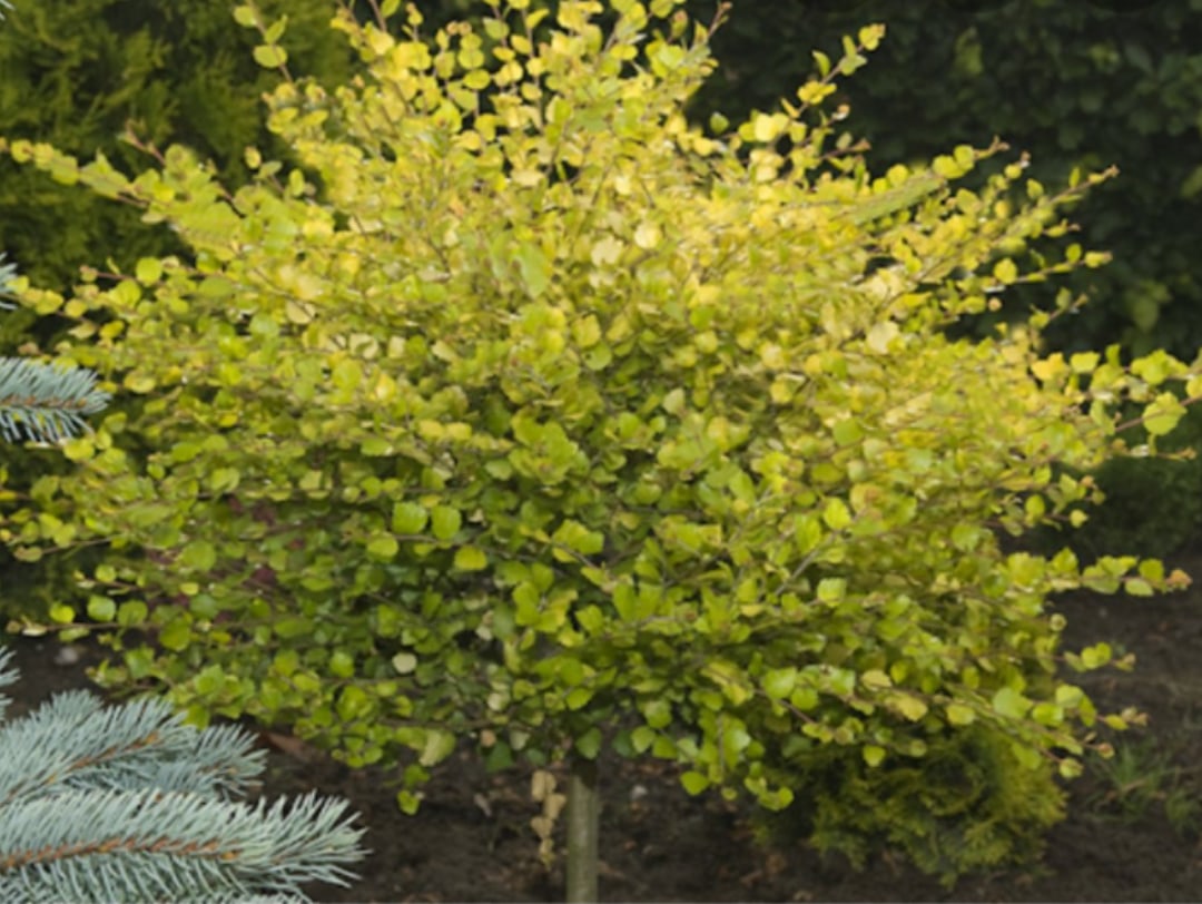 Береза карликовая Береза карликовая