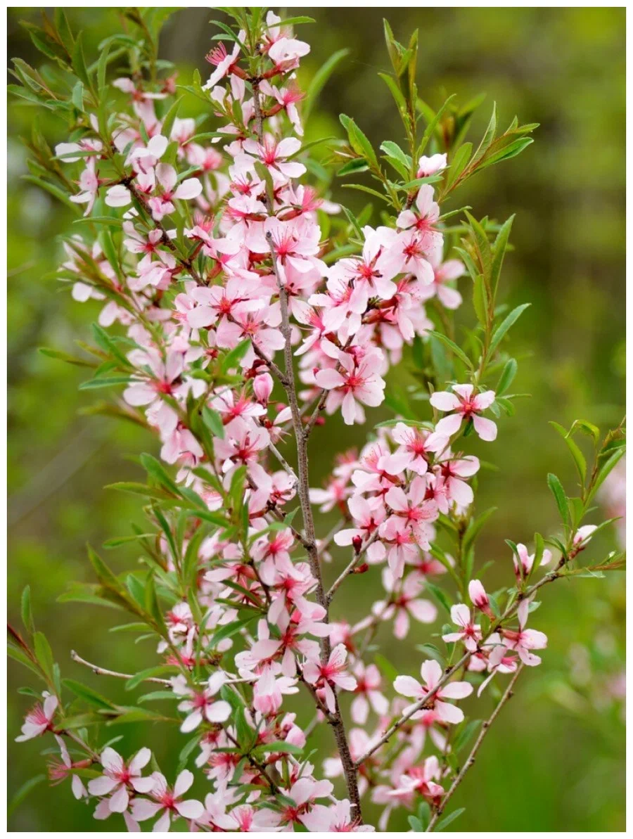 Дикий миндаль