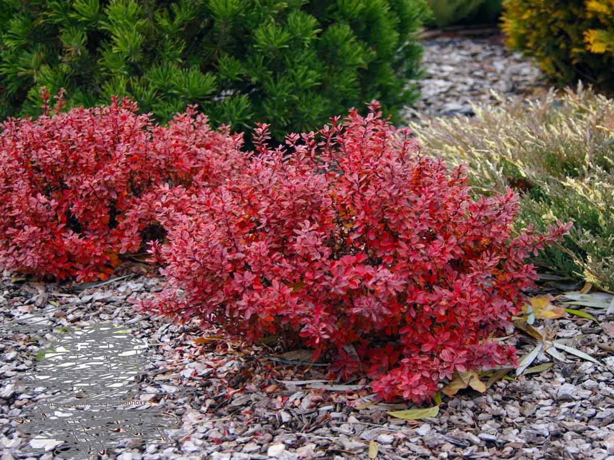 Барбарис подражающий