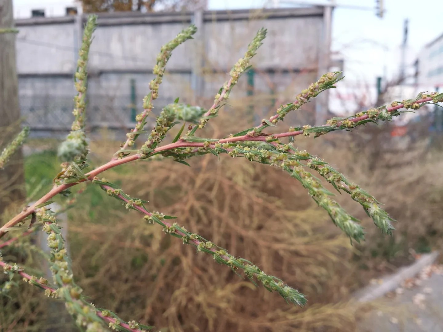 Бассия веничная Бассия веничная