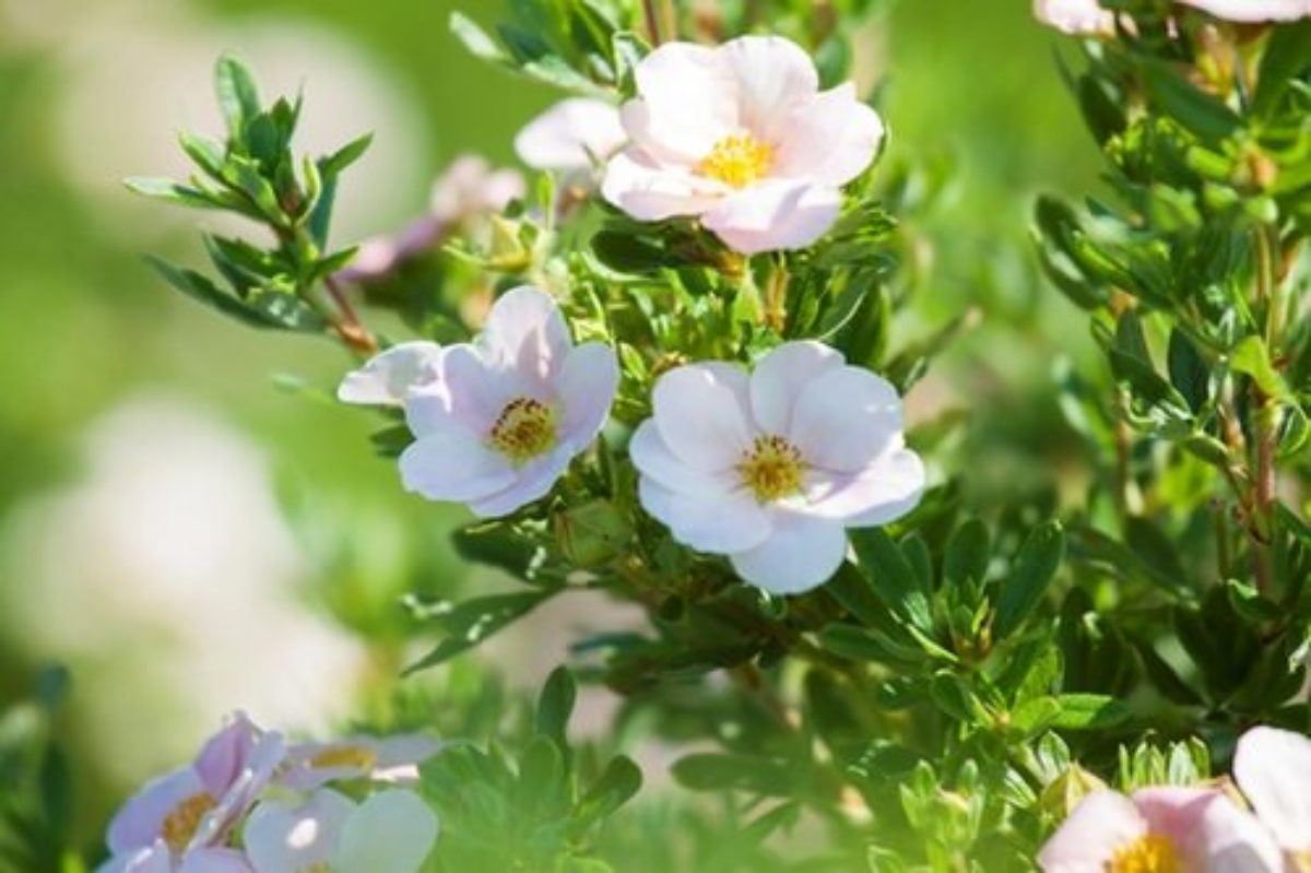 Лапчатка белая