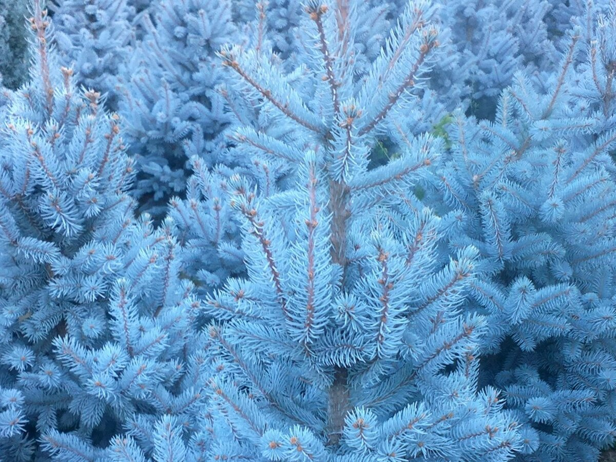 Ель голубая Ель голубая
