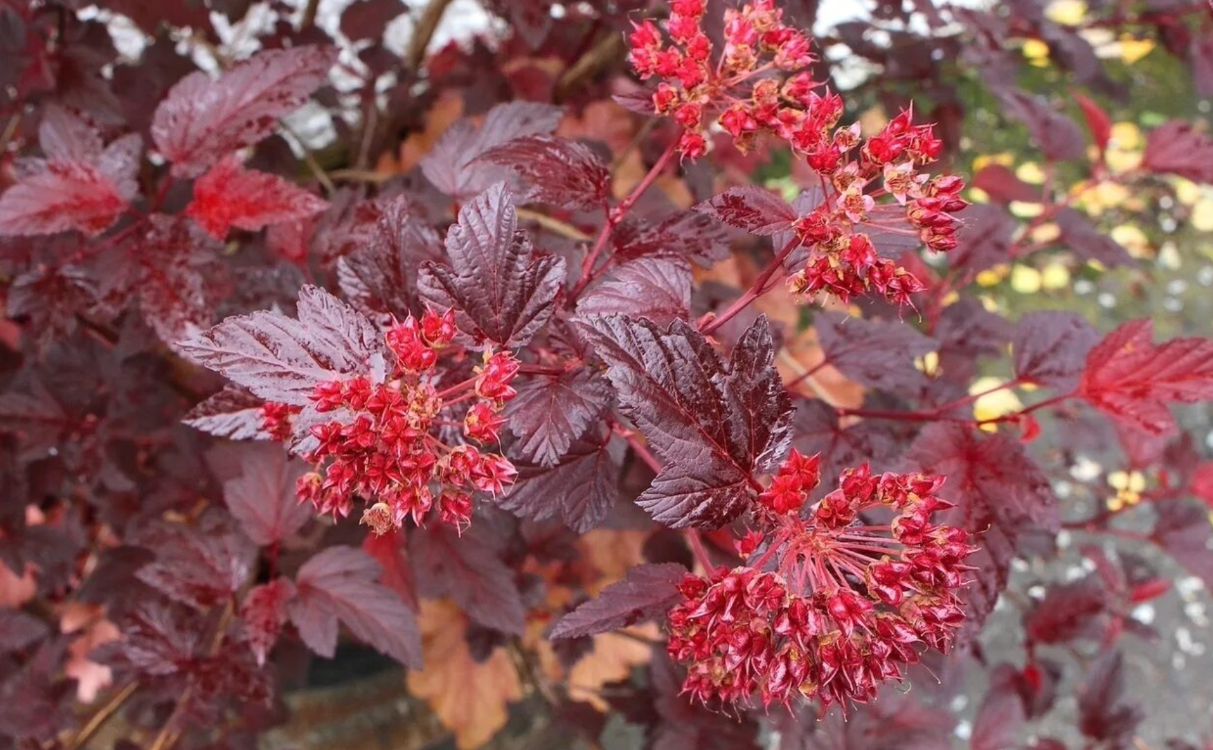 Пузыреплодник сизый