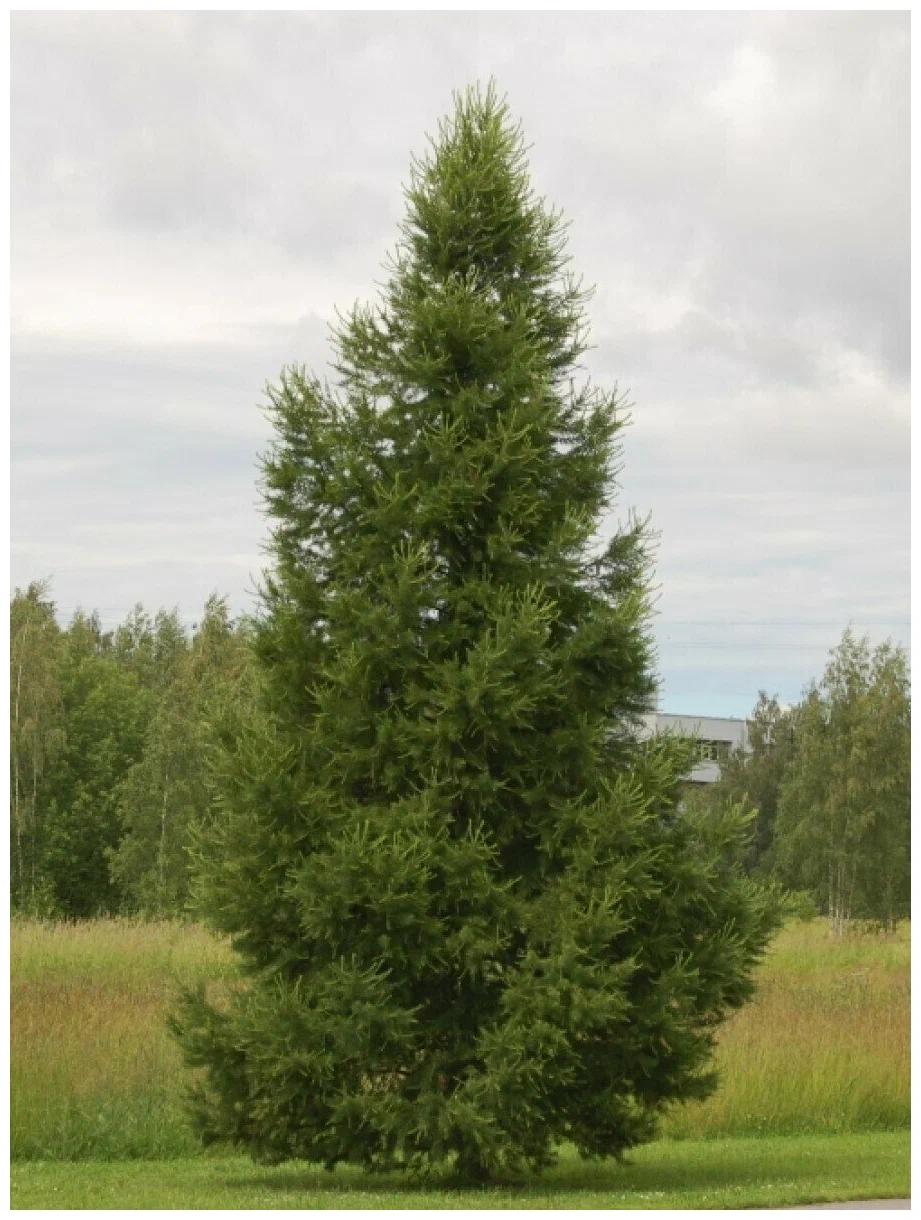 Лиственница сибирская