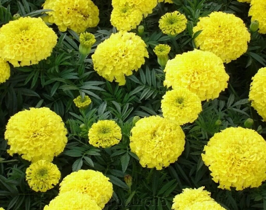 Бархатцы прямостоячие Бархатцы прямостоячие