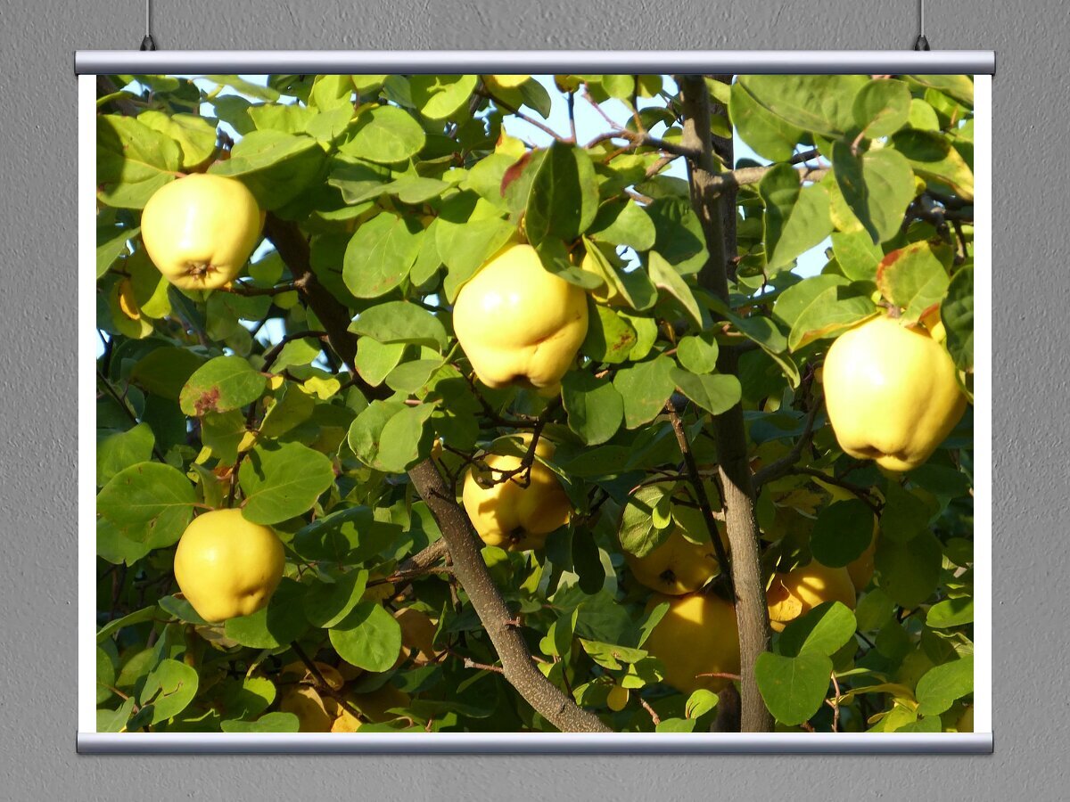 Айва грушевидная