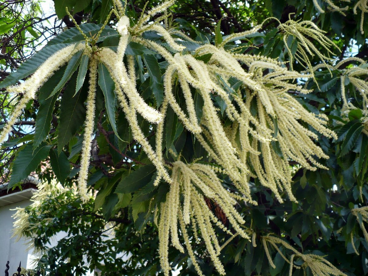 Каштан низкорослый