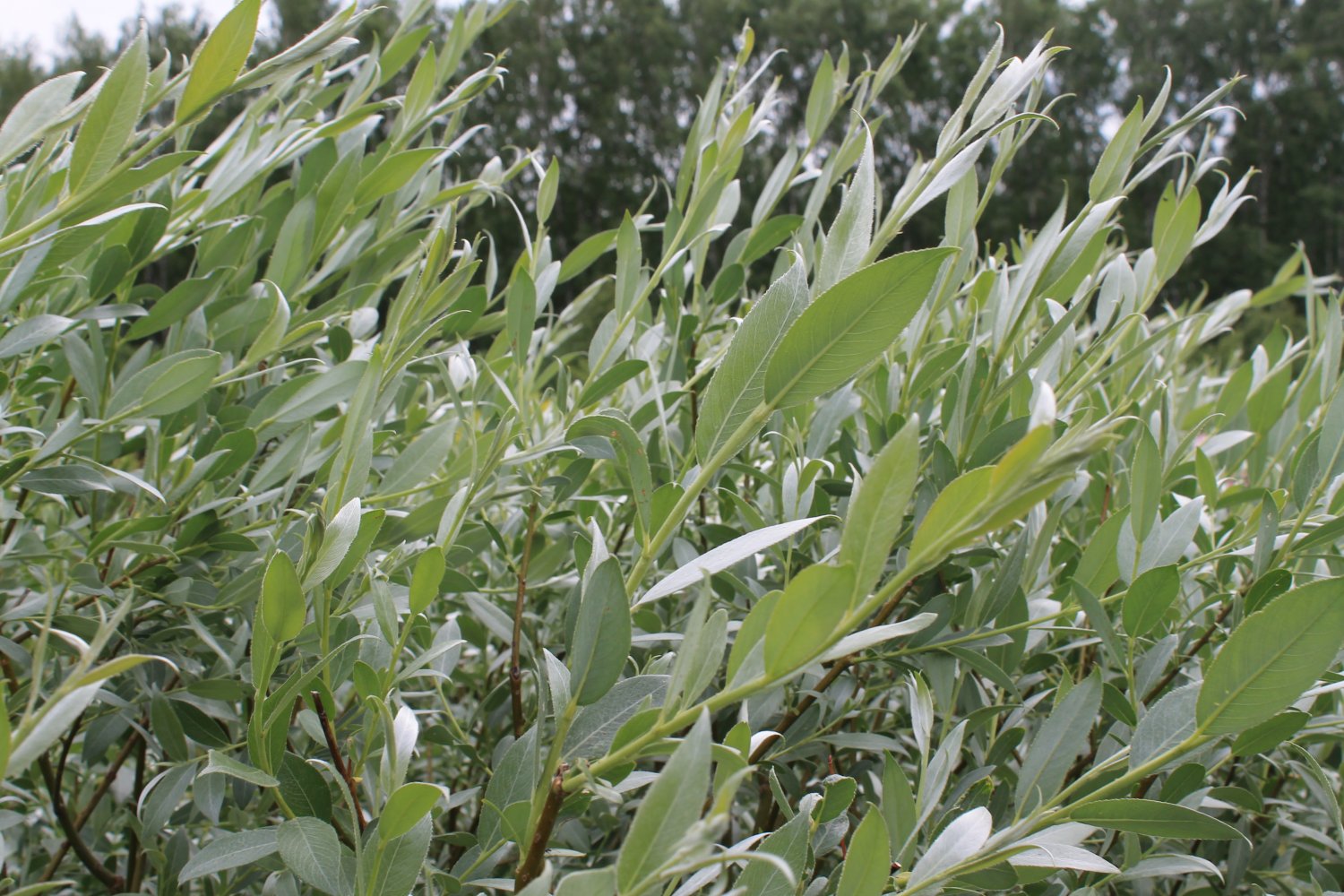 Ива пепельная