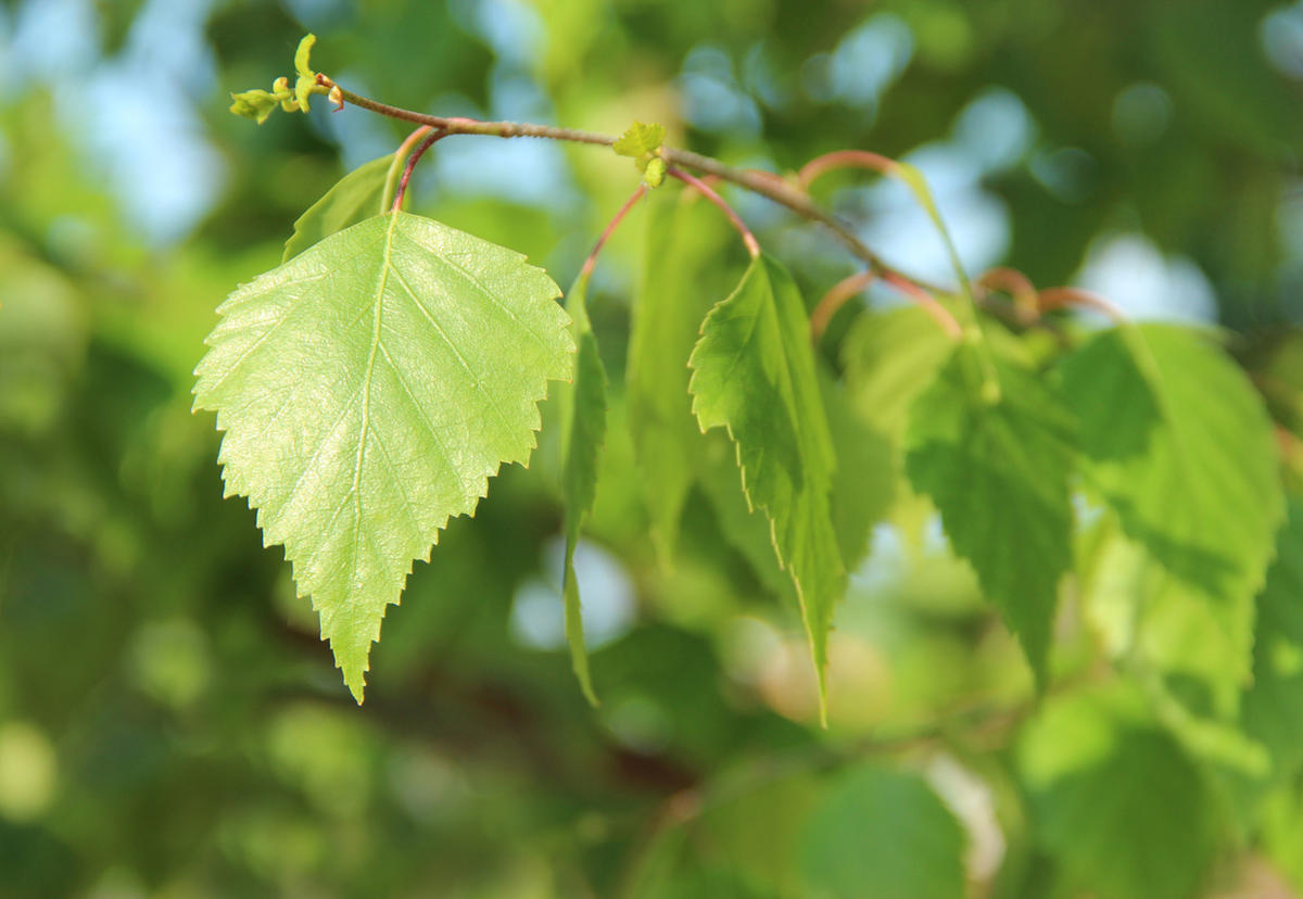 Береза ребристая