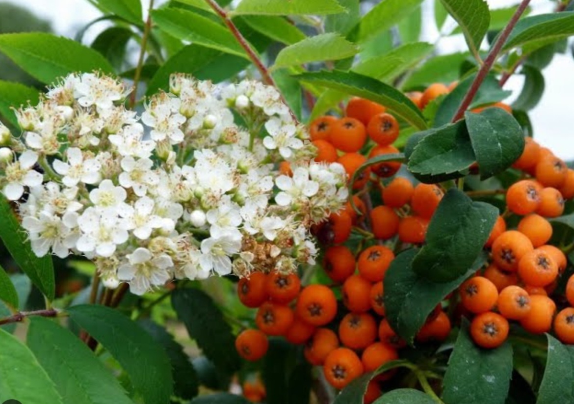 Рябина обыкновенная