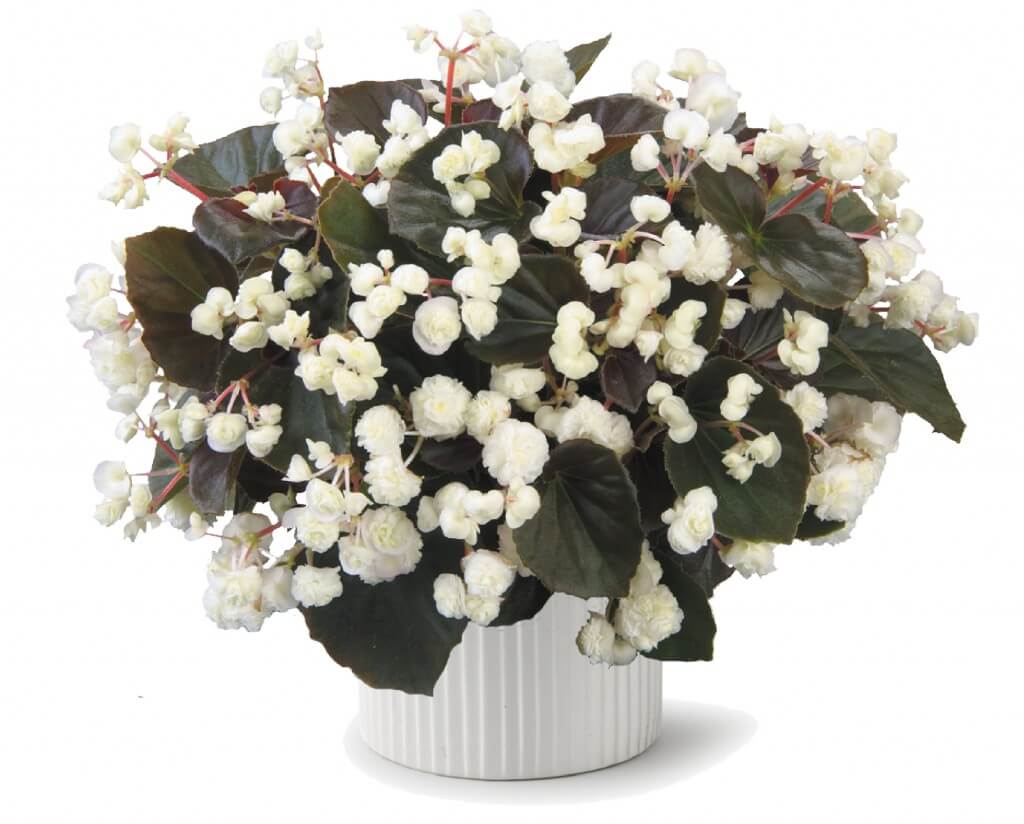 Бегония Бегония