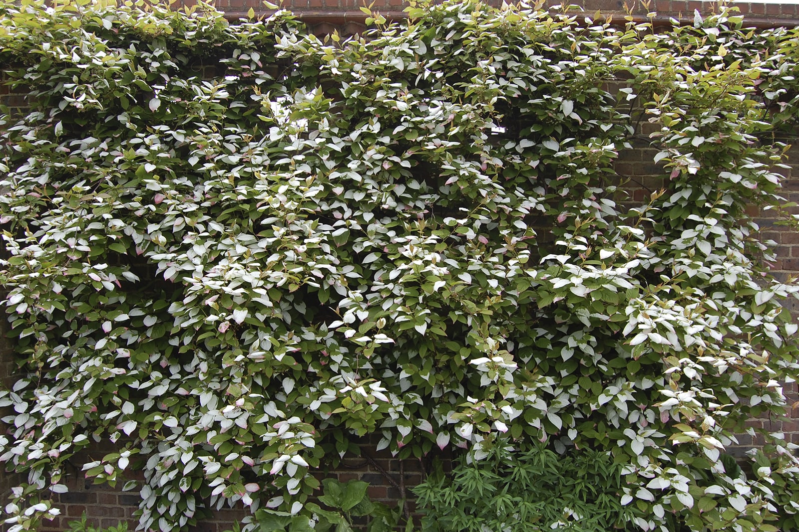 Актинидия полигамная