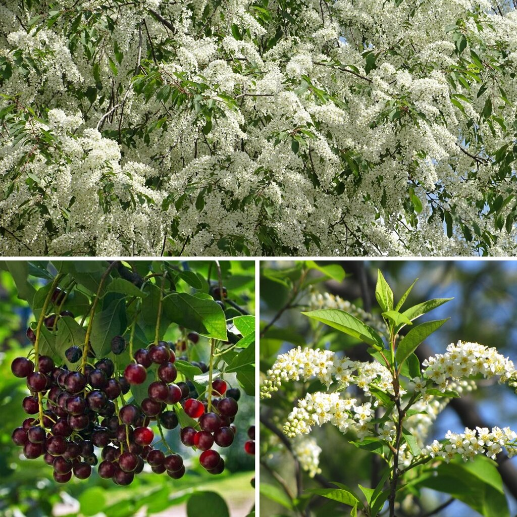 Черемуха магаленка