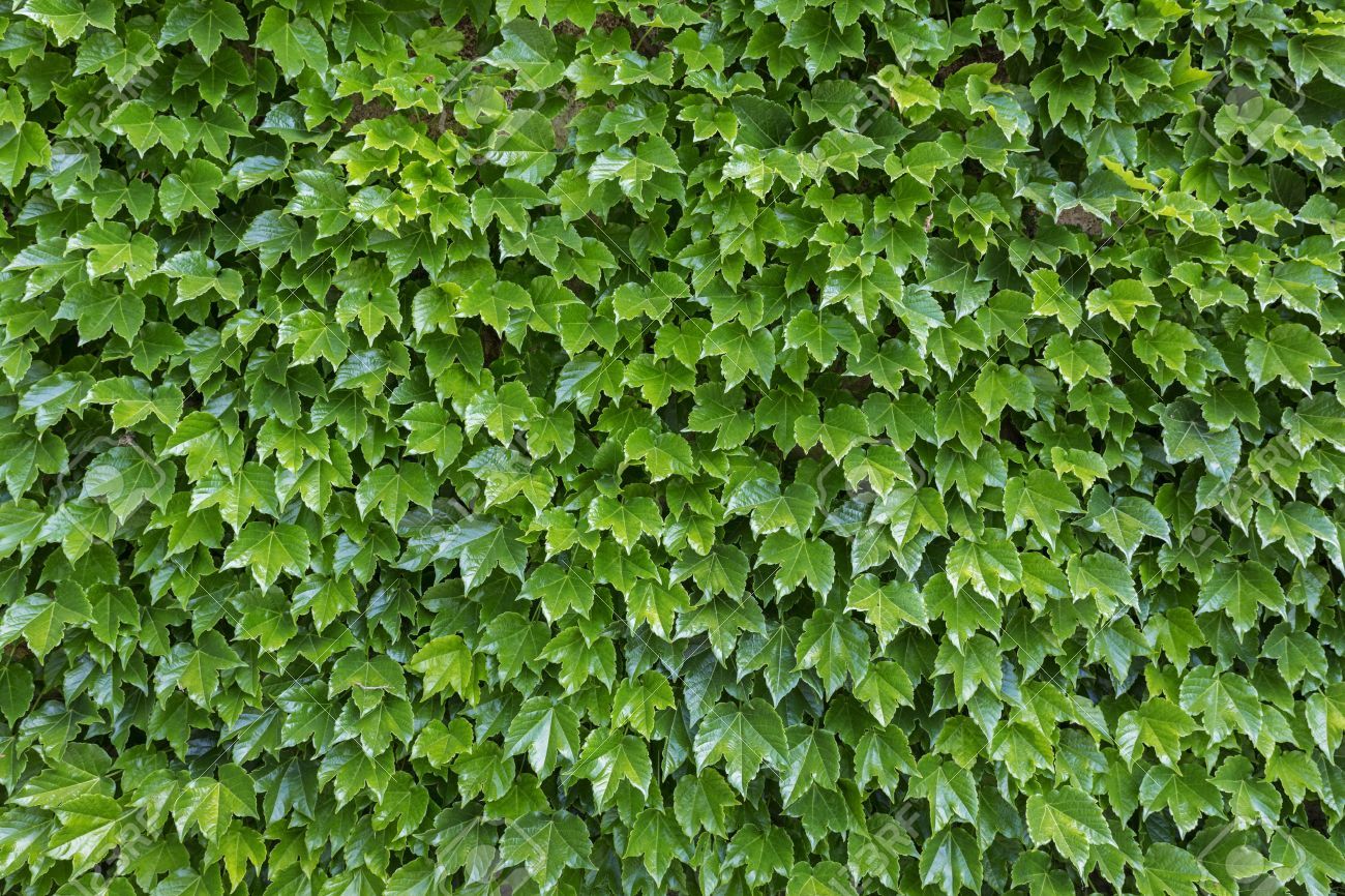 Девичий виноград триостренный