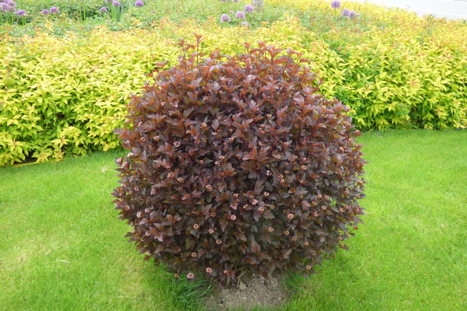 Пузыреплодник сизый