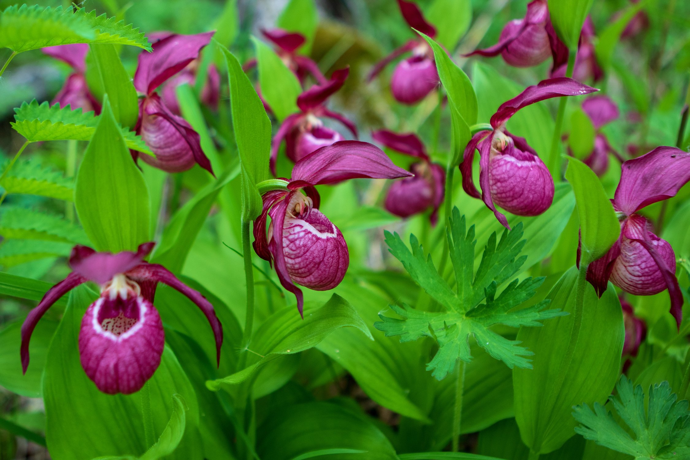 Башмачок вздутый