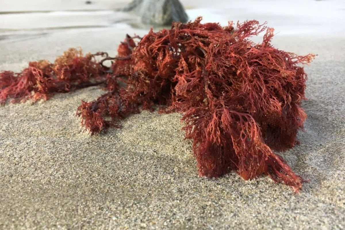 Бангия Бангия