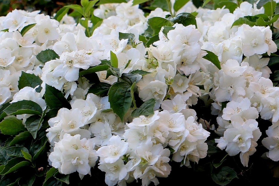 Жасмин карликовый