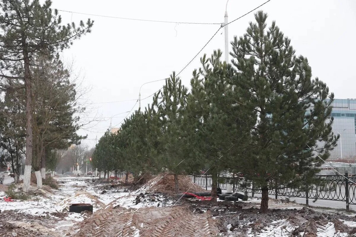 Бирючина золотистая