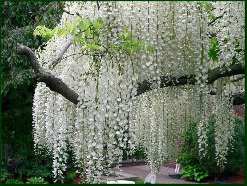 Глициния прекрасная Глициния прекрасная