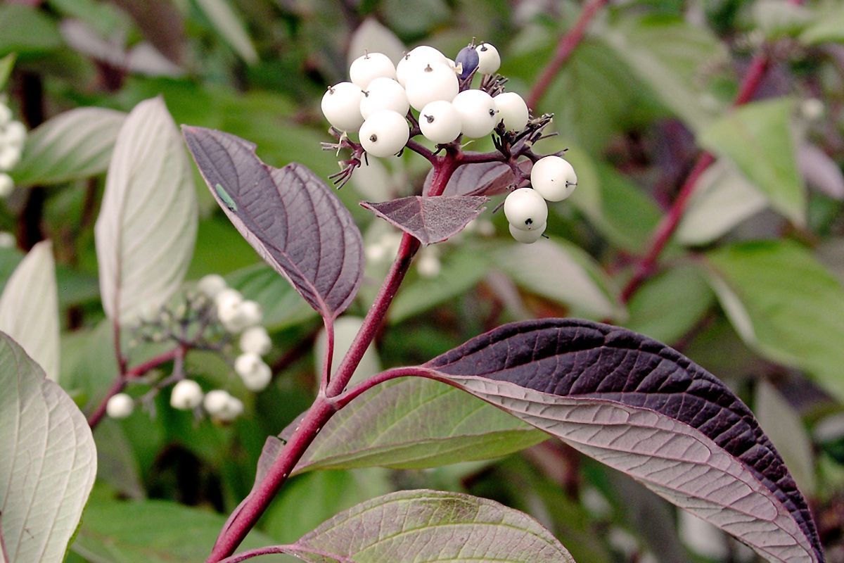 Дерен Дерен