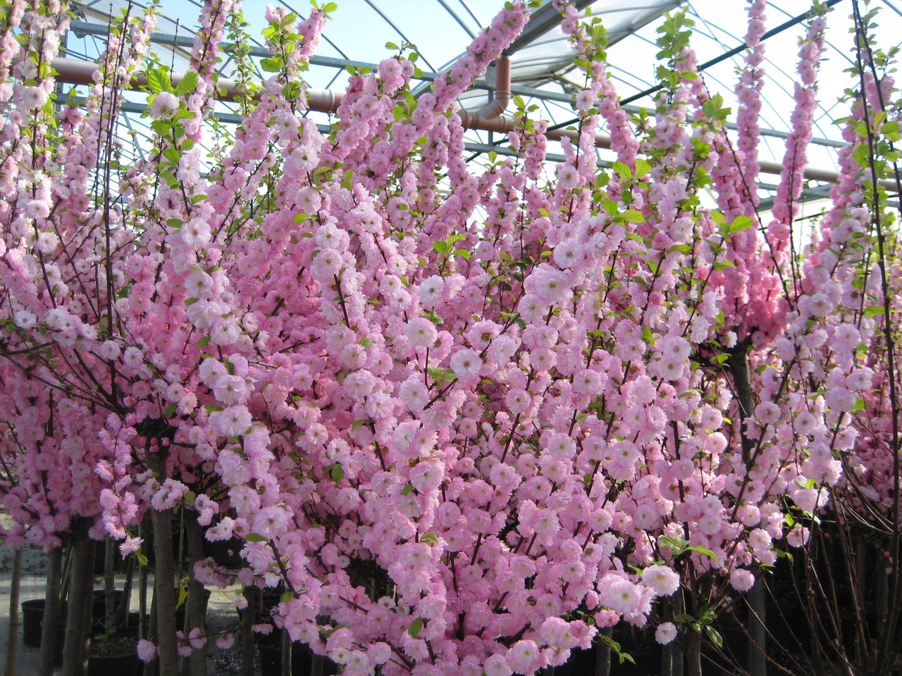 Миндаль обыкновенный Миндаль обыкновенный