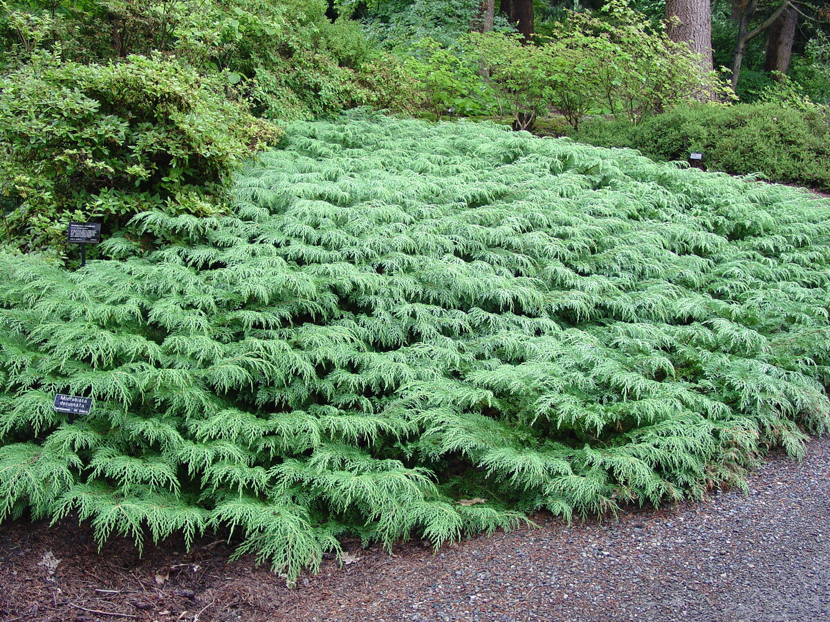 Микробиота