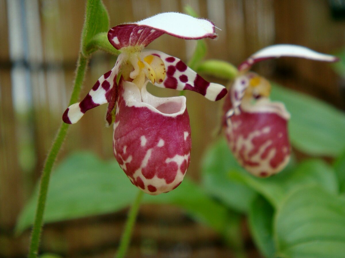 Башмачок капельный