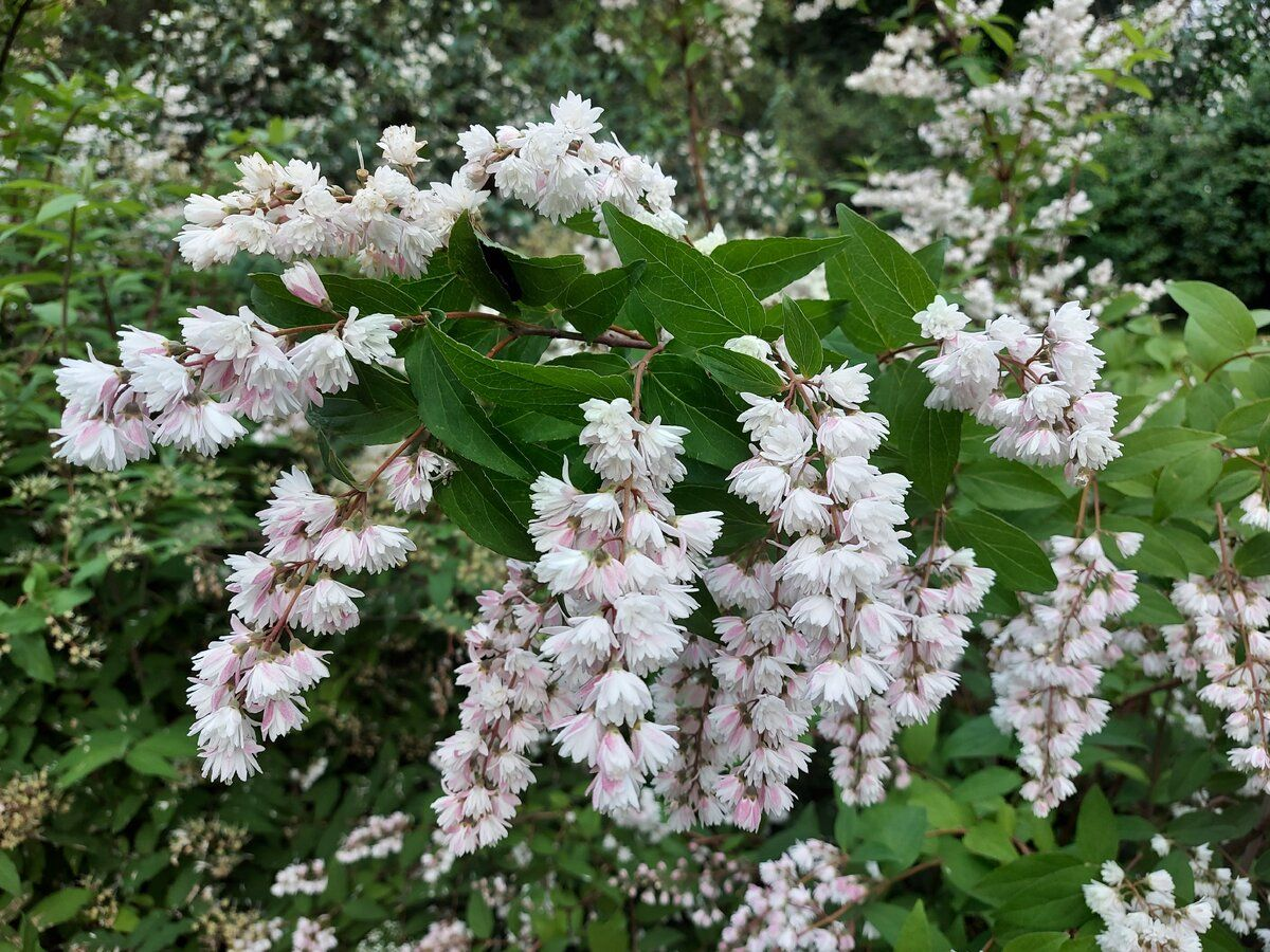 Дейция Дейция