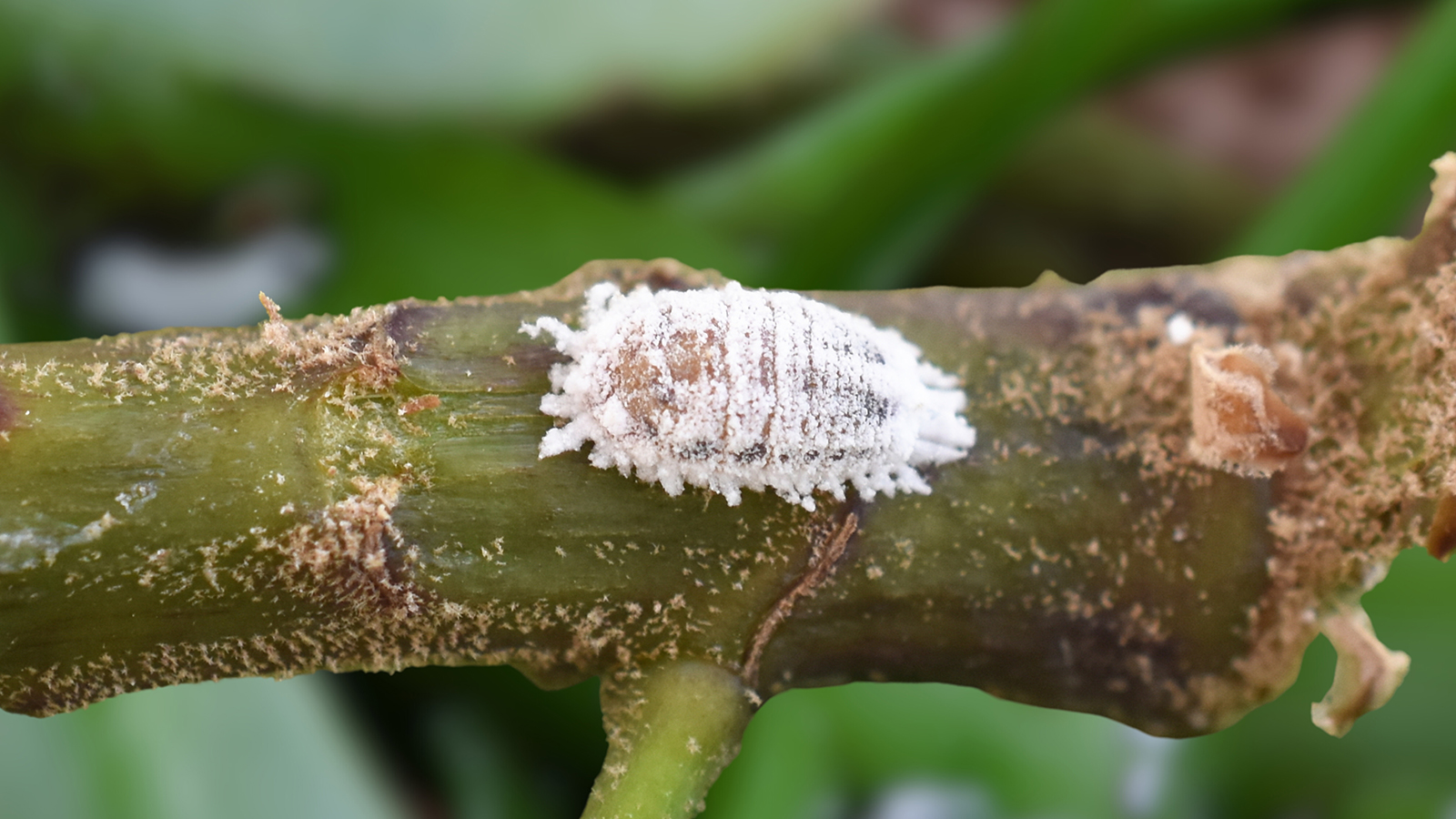 Липа американская