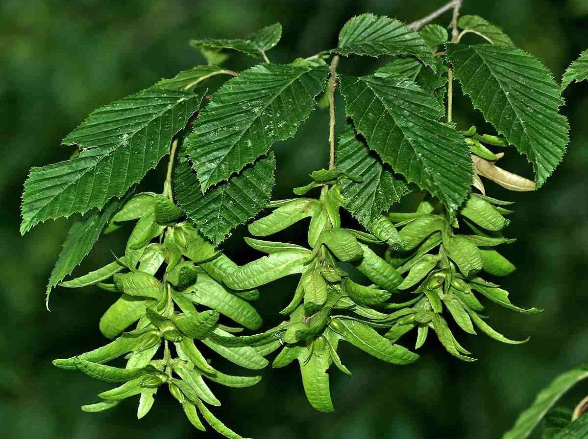 Граб обыкновенный