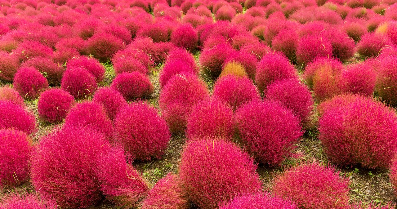 Бассия веничная Бассия веничная