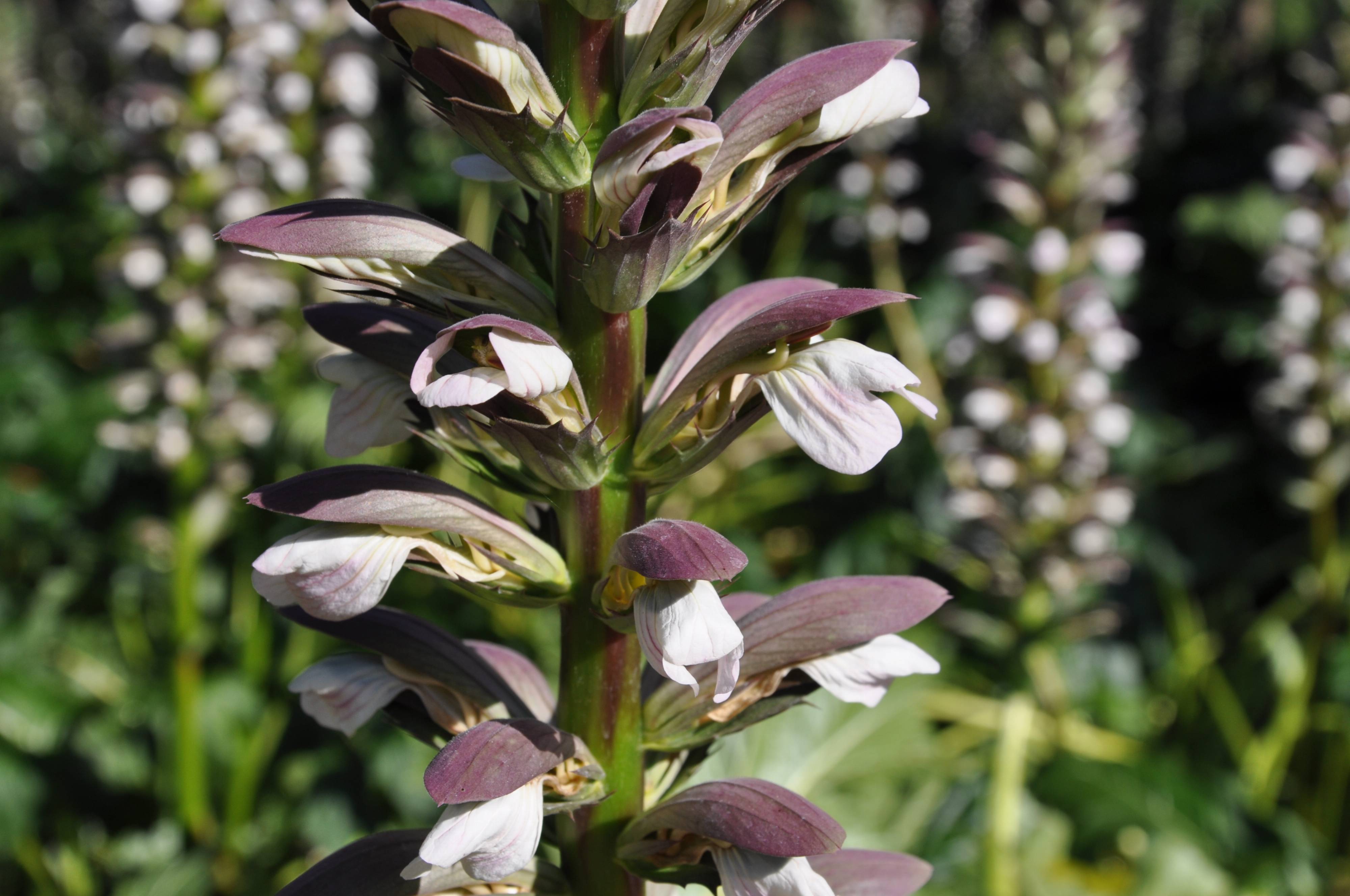 Аканта Аканта