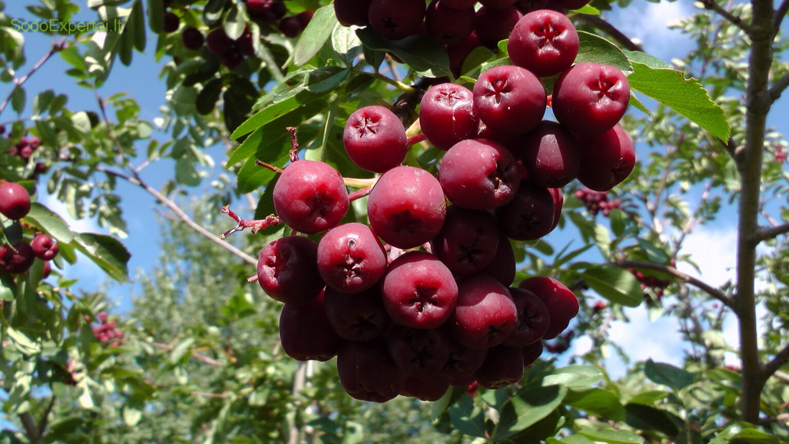 Рябина тюрингская