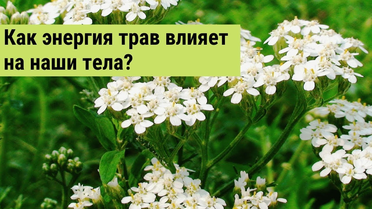 Тысячелистник