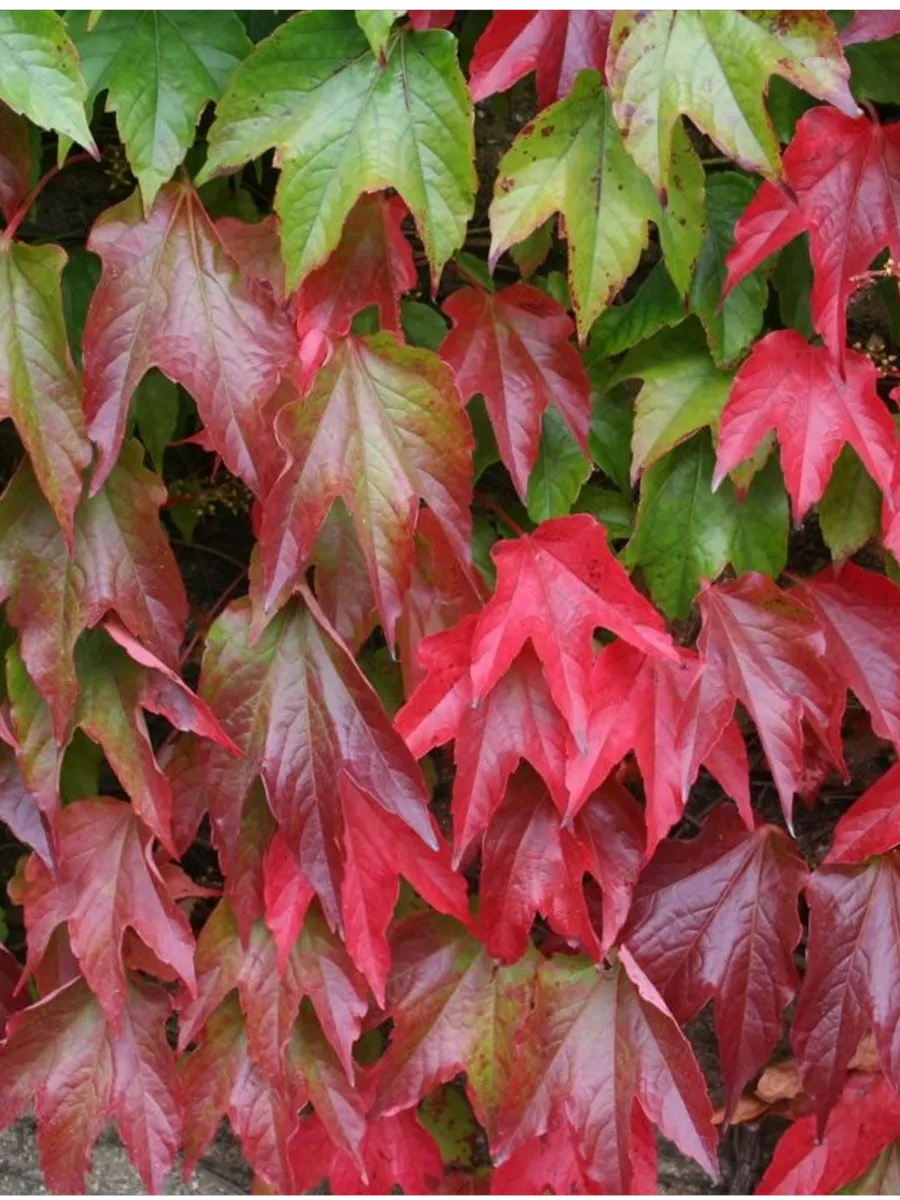 Девичий виноград Вича