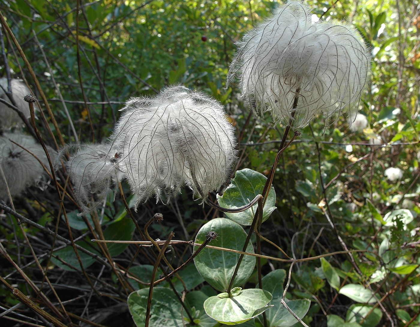 Клематис Интегрифолия
